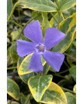 Барвінок малий Ауреоварієгата|Vinca minor Aureovariegata|Барвинок малый Ауреоварієгата